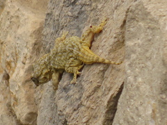 Tarentola mauritanica