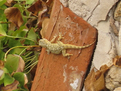 Tarentola mauritanica