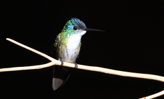 Saucerottia cyanocephala