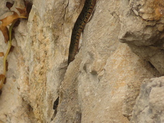 Hemorrhois hippocrepis