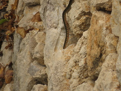 Hemorrhois hippocrepis