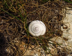 Sphincterochila