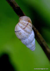 Rachis punctata
