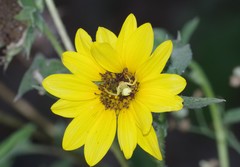 Misumenoides