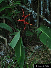 Heliconia spathocircinata
