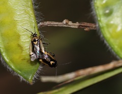 Deraeocoris cordiger