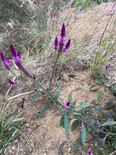 Celosia argentea image