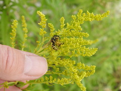 Vespula alascensis