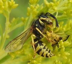 Vespula alascensis