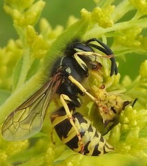 Vespula alascensis
