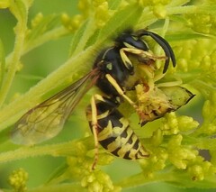 Vespula alascensis
