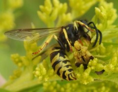 Vespula alascensis