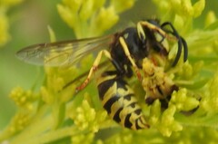 Vespula alascensis