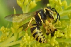 Vespula alascensis