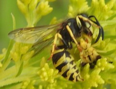Vespula alascensis
