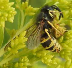 Vespula alascensis