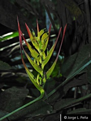 Heliconia hirsuta