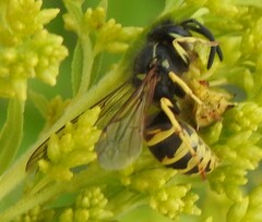 Vespula alascensis
