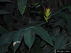 Heliconia hirsuta
