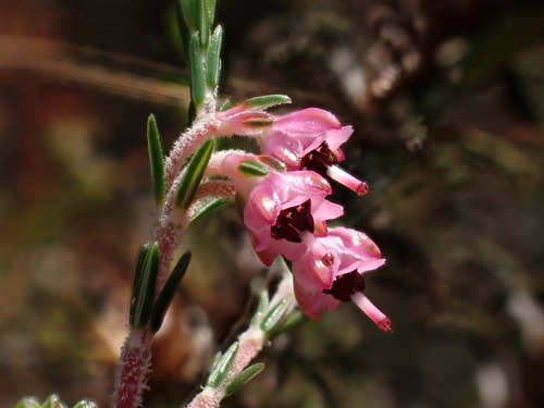 Erica lucida Salisb.