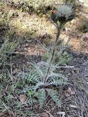 Cirsium cymosum