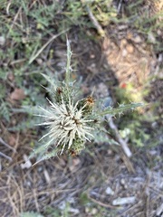 Cirsium cymosum
