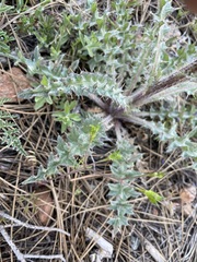 Cirsium cymosum