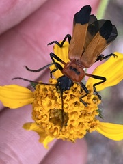 Chauliognathus profundus