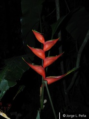 Heliconia stricta