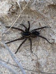 Aglaoctenus oblongus