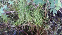 Juncus supiniformis