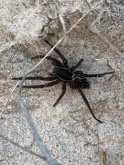 Aglaoctenus oblongus