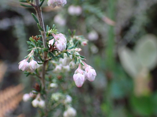 Image of Crested Heath (Erica cristiflora) by (c) Ren Hoekstra, some rights reserved (CC BY)
