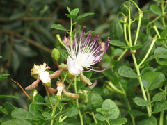 Capparis spinosa