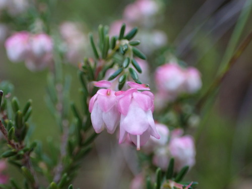 Image of Crested Heath (Erica cristiflora) by (c) Ren Hoekstra, some rights reserved (CC BY)