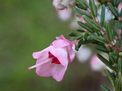 Erica cristiflora (Erica cristiflora)
