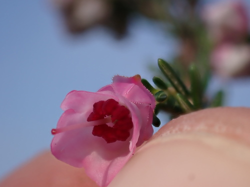 Image of Erica cristiflora by (c) Ren Hoekstra, some rights reserved (CC BY)