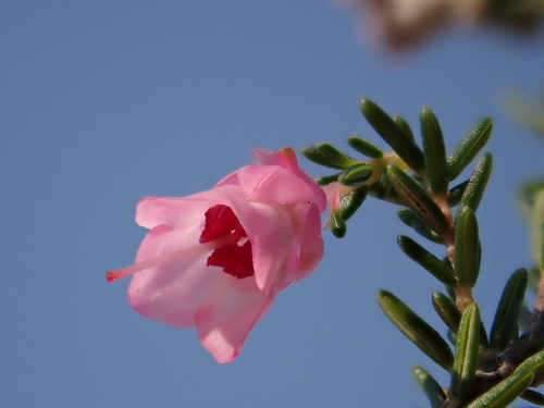 Image of Erica cristiflora by (c) Ren Hoekstra, some rights reserved (CC BY)