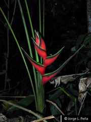 Heliconia orthotricha