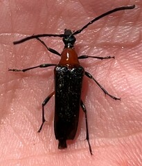 Cyphonotida rostrata