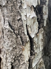 Stenomacra marginella