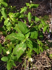 Impatiens parviflora