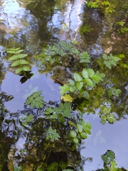 Berula erecta