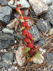 Blitum virgatum