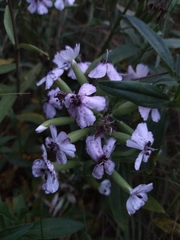 Microbotryum saponariae