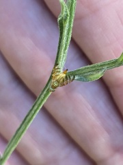 Chaetorellia australis