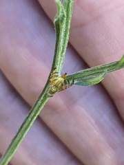 Chaetorellia australis