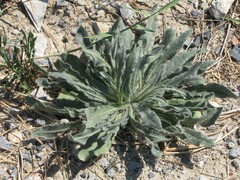 Echium italicum
