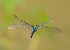 Anax nigrofasciatus