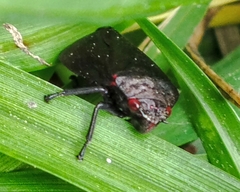 Prosapia ignifera